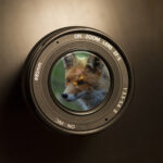 L’ASPAS lance son concours photo “Focus Renards” !