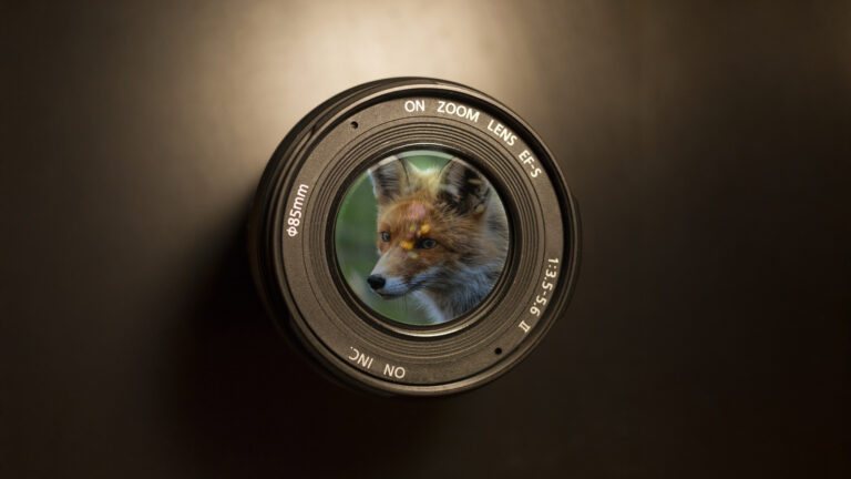 l’aspas lance son concours photo “focus renards” ! 1 L’ASPAS lance son concours photo “Focus Renards” !