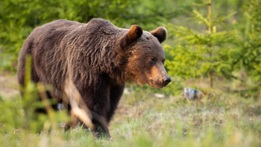 Les ours bientôt victimes de tirs à blanc par les éleveurs et les louvetiers... Dites NON au projet d’arrêté !  