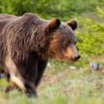 Les ours bientôt victimes de tirs à blanc par les éleveurs et les louvetiers... Dites NON au projet d’arrêté !  