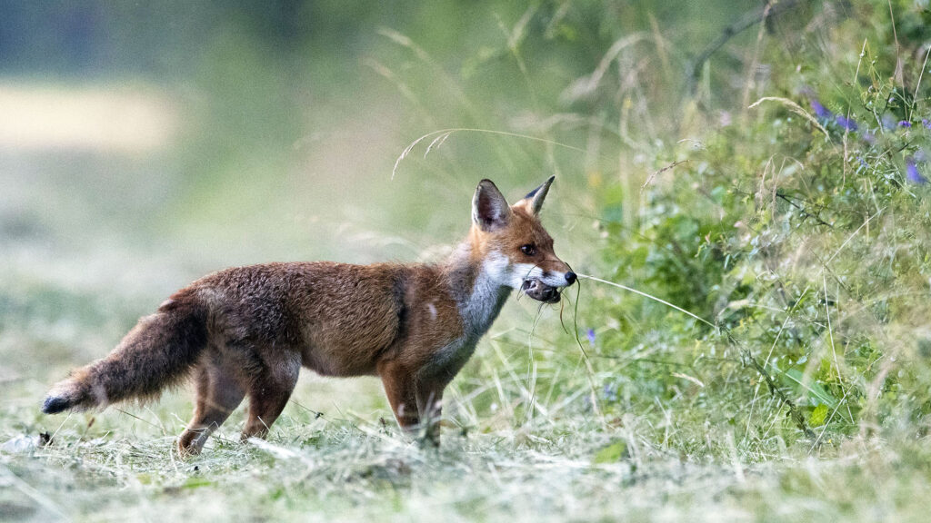 Renards, pies, fouines... L'IGEDD recommande de mettre fin à la liste des "ESOD" !