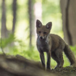 Fouines et renards nous protègent des chenilles processionnaires !