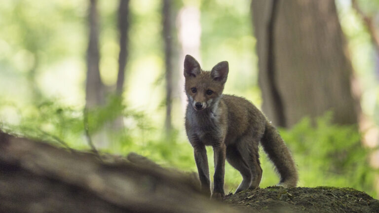fouines et renards nous protègent des chenilles processionnaires ! 1 Fouines et renards nous protègent des chenilles processionnaires !