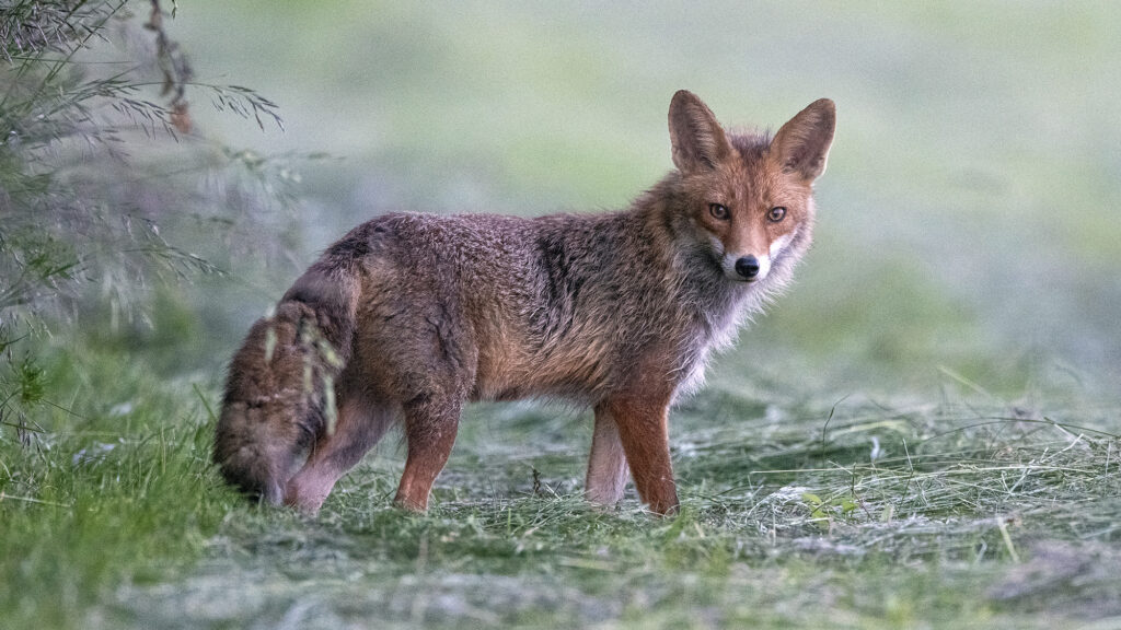 “Avec les Renards” : une journée spéciale organisée par l’ASPAS le 19 septembre !