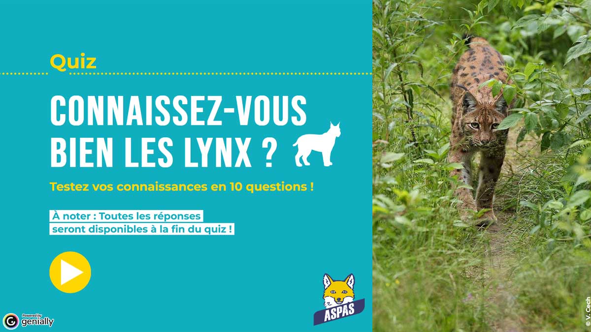 nos ressources 19 Connaissez-vous bien les lynx ?