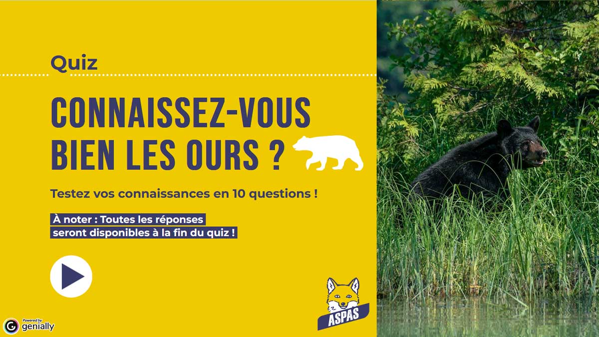 nos ressources 19 Connaissez-vous bien les ours ?