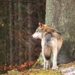 Une louve de Normandie… abattue dans l'arc alpin !