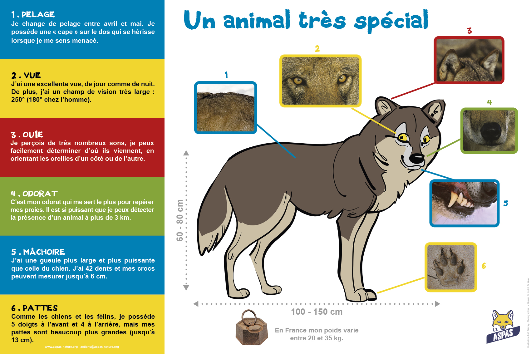 Kit “J’aime les loups”