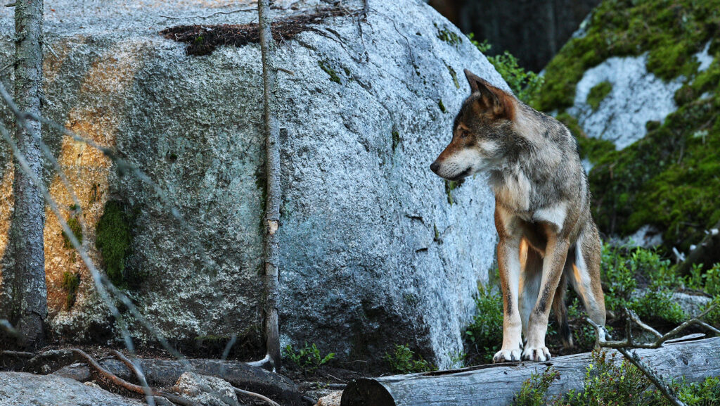 Loi d’urgence agricole adoptée : les loups plus encore persécutés…