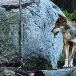 Loi d’urgence agricole adoptée : les loups plus encore persécutés…