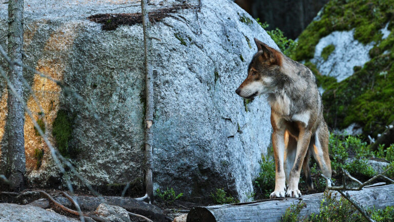 loi d’urgence agricole adoptée : les loups plus encore persécutés… 2 Loi d’urgence agricole adoptée : les loups plus encore persécutés…