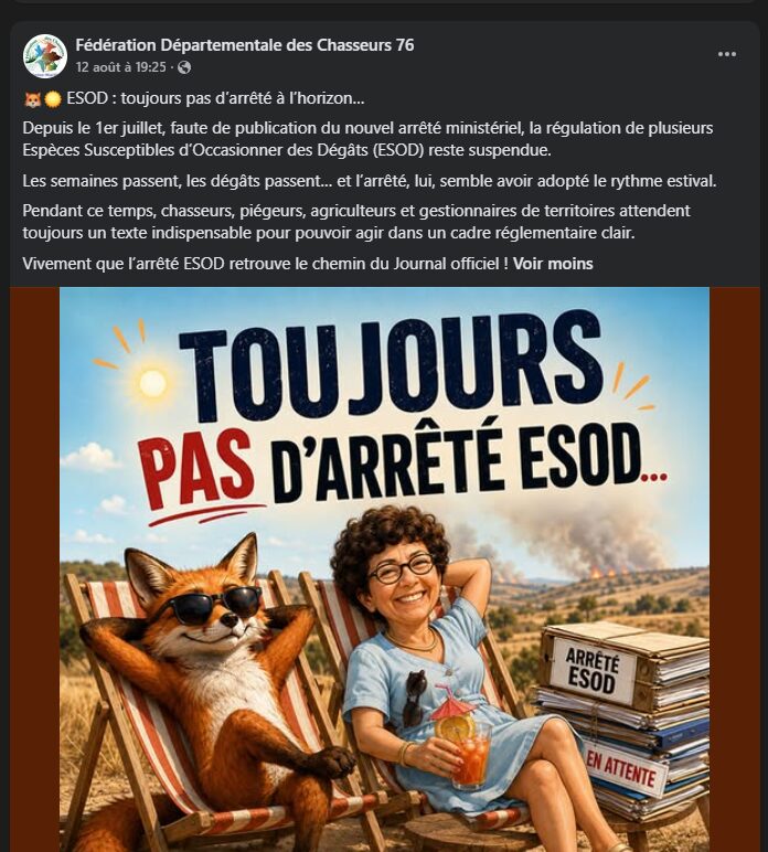Le renard, "nuisible" préféré des chasseurs…  