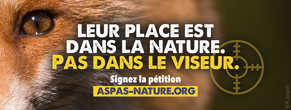 ALERTE : les renards envahissent le métro parisien !