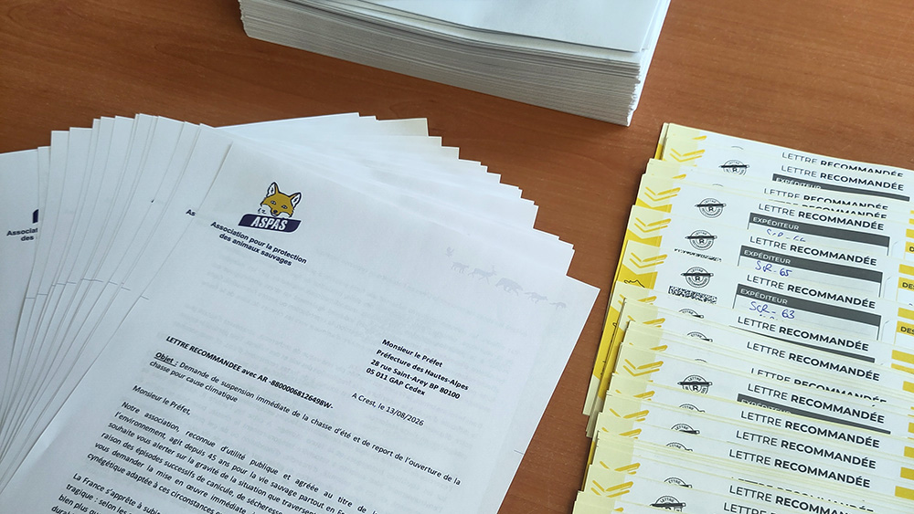 feux, canicules, sécheresse : l’aspas interpelle 44 préfets pour demander une suspension de la chasse 1 Feux, canicules, sécheresse : l’ASPAS interpelle 44 préfets pour demander une suspension de la chasse