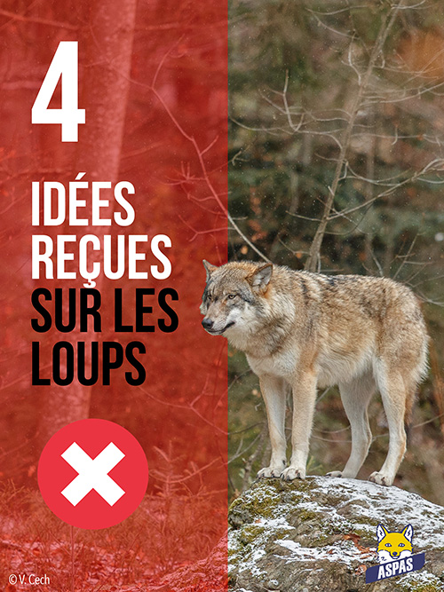 "gibier décimé", "enfants mordus"... 4 idées reçues sur les loups 1 "Gibier décimé", "enfants mordus"... 4 idées reçues sur les loups