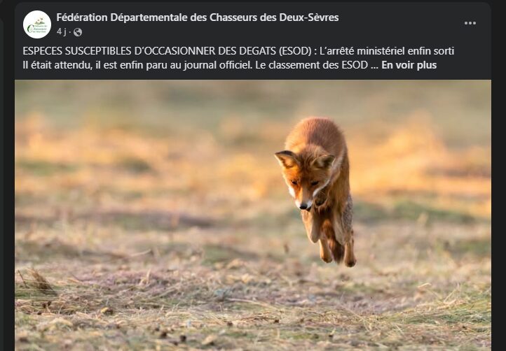 Le renard, "nuisible" préféré des chasseurs…  