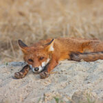 Canicule, sécheresse, incendies... Les animaux sauvages ont besoin d'une trêve, pas de fusils !