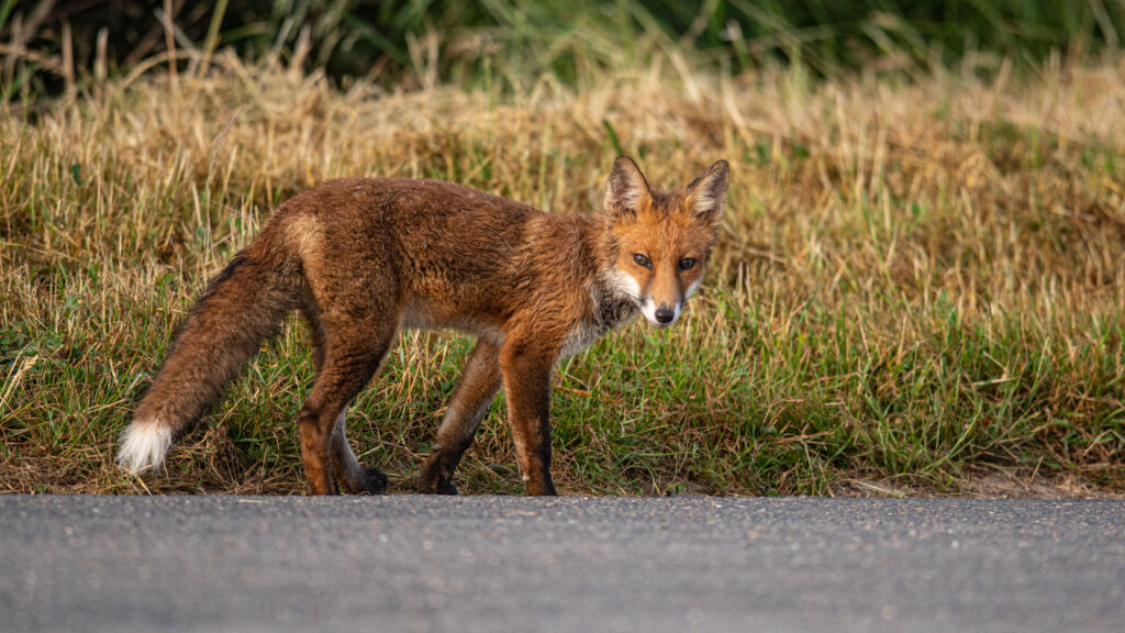 Le renard, "nuisible" préféré des chasseurs…  