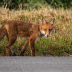 Le renard, "nuisible" préféré des chasseurs…  