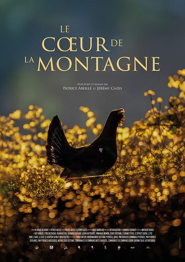 "le cœur de la montagne", un film sur la faune des pyrénées en partenariat avec l'aspas 1 "Le cœur de la montagne", un film sur la faune des Pyrénées en partenariat avec l'ASPAS
