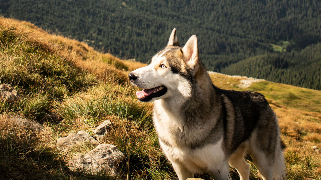 60 brebis tuées dans le Vercors : et si c'étaient des chiens ?  