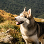 60 brebis tuées dans le Vercors : et si c'étaient des chiens ?  