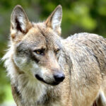 Loups en Haute-Marne : l'ASPAS dénonce le double jeu de l'État !