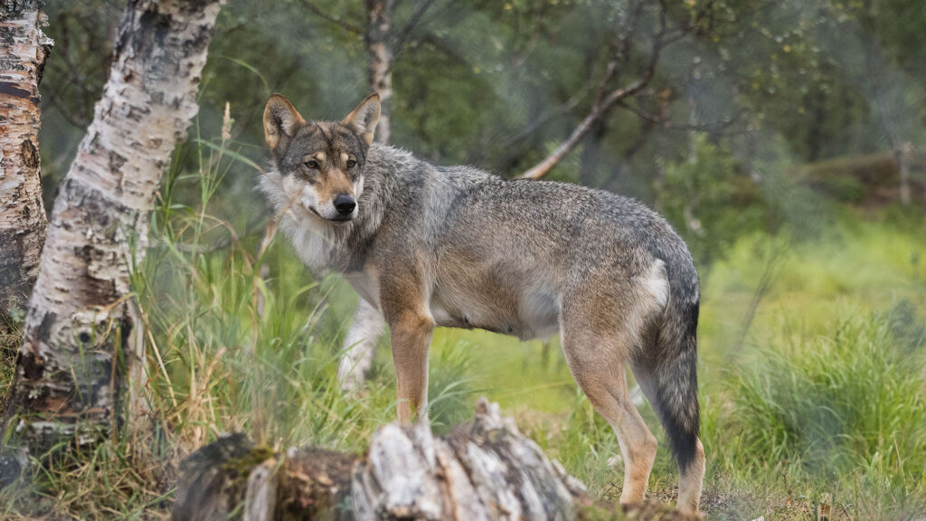 Les tirs de loups sont inefficaces pour protéger les troupeaux, selon une nouvelle étude