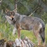 Les tirs de loups sont inefficaces pour protéger les troupeaux, selon une nouvelle étude