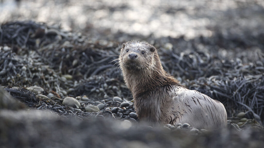 "Sur la piste de la loutre", un livre recommandé par l'ASPAS