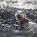 "Sur la piste de la loutre", un livre recommandé par l'ASPAS