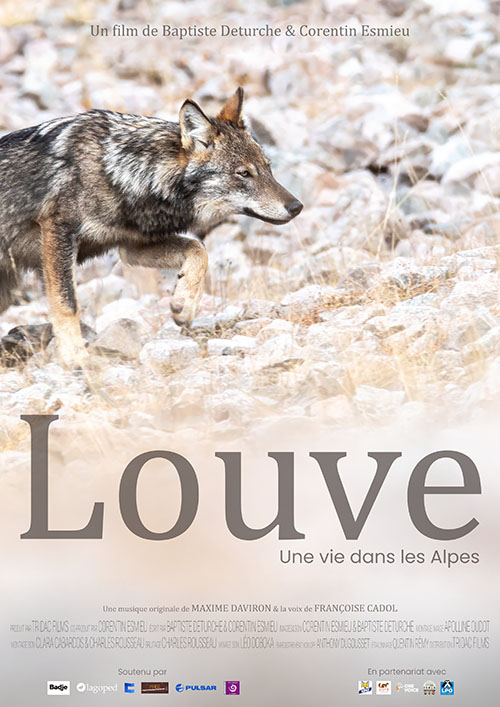 "louve, une vie dans les alpes" : un film 100 % sauvage soutenu par l'aspas 1 "Louve, une vie dans les Alpes" : un film 100 % sauvage soutenu par l'ASPAS