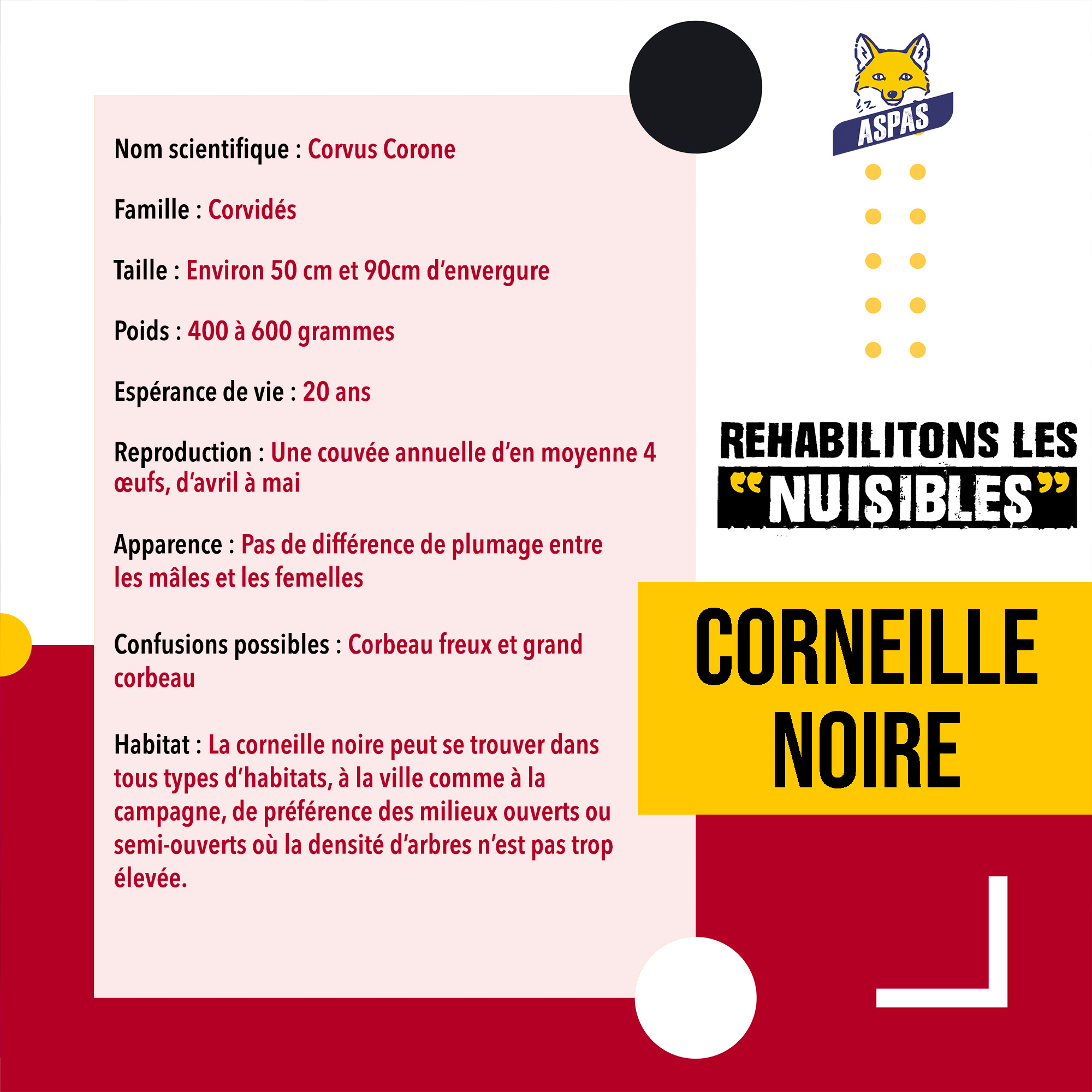 CI-Corneille1