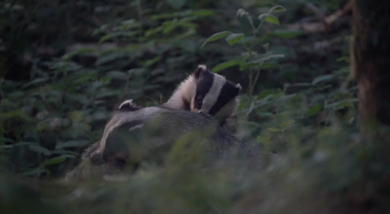 vidéo - après une séance de déterrage de blaireaux... 1 VIDÉO - Après une séance de déterrage de blaireaux...