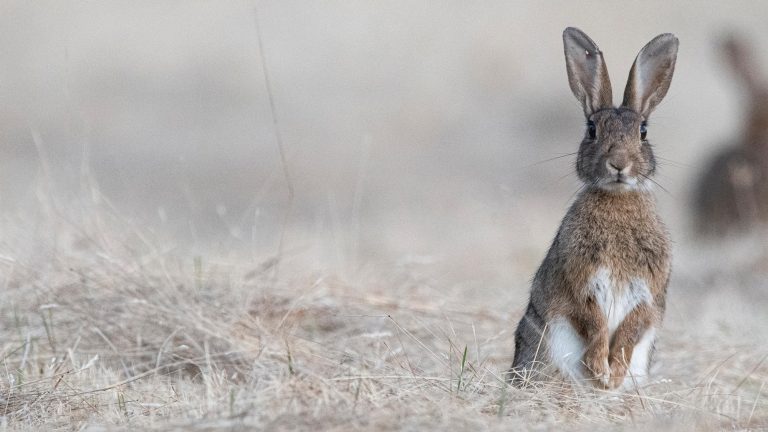 Sécheresse et chasse : les préfets répondent à l’ASPAS