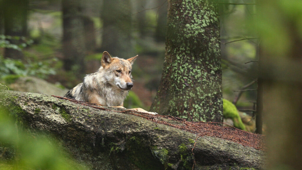 Le loup s’installe dans le Rhône : plutôt que de l’exclure, préparons la cohabitation