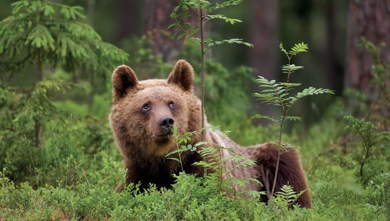 L’ASPAS participe à la Journée mondiale pour sauver les Ours 