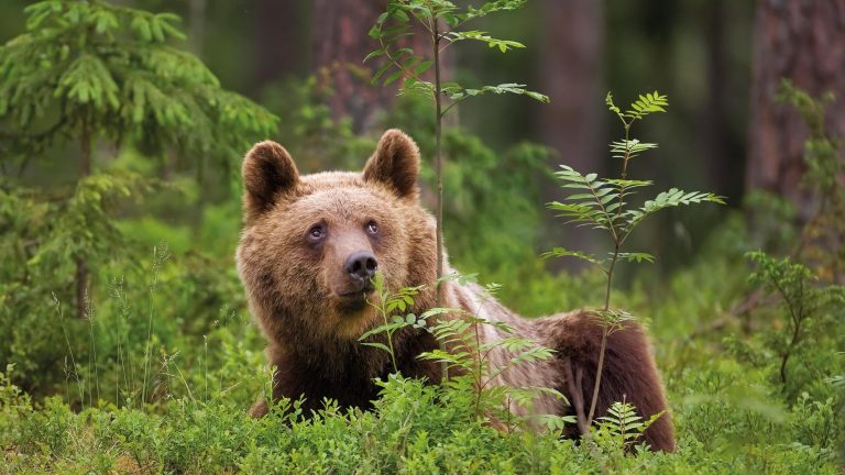 Oui aux ours dans les grands massifs de France !