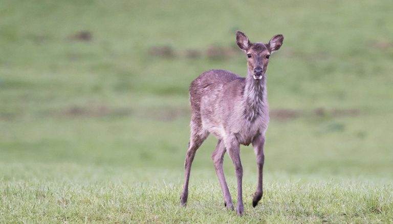 Des cerfs sika en liberté en France, une réalité depuis 40 ans !