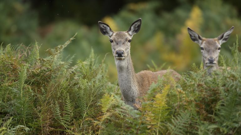 Nous voulons deux jours sans chasse, M. le président !