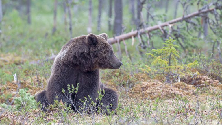 Pour une relation pacifiée avec les ours