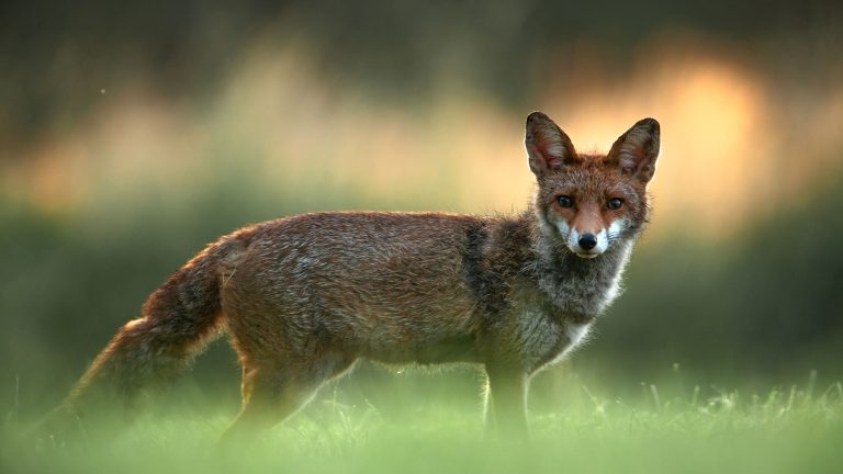 Engagement Animaux 2022 : CAP sur les Législatives !