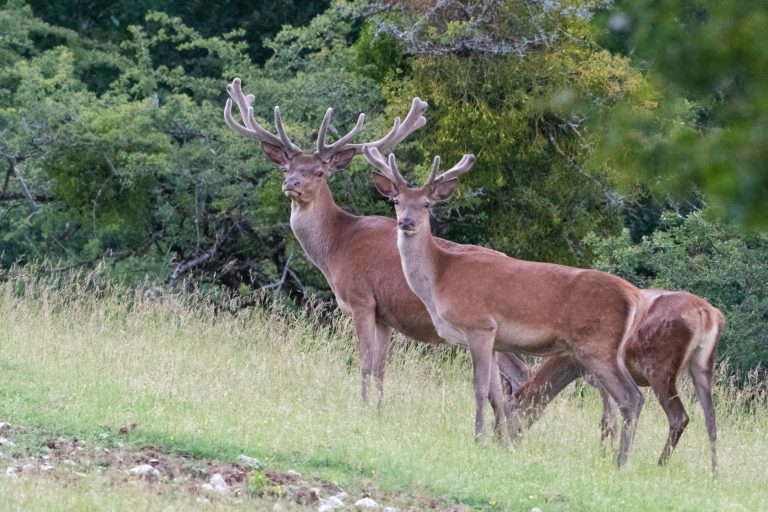 Vercors Vie Sauvage : l’abattage est annulé, les cerfs sont sauvés !  