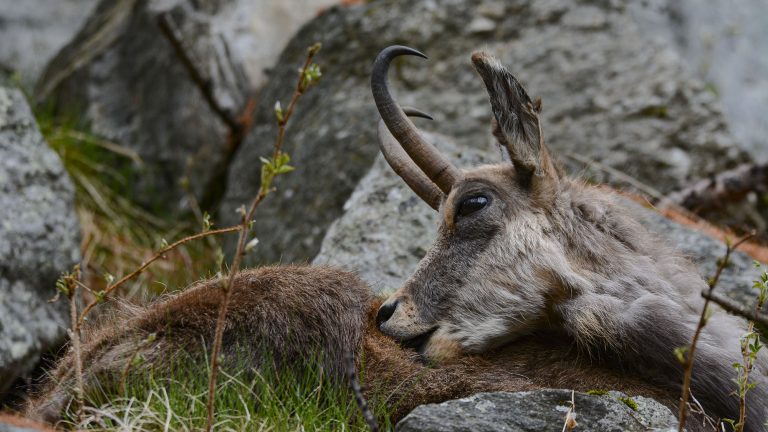 <strong>Les chasseurs ont tué 1,5 million d’ongulés en 2021-2022</strong>