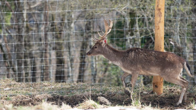 Enfin une loi pour restreindre la chasse en enclos  !