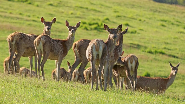 L’ADN a parlé : il n’y pas de cerfs hybrides à "Vercors Vie Sauvage" !