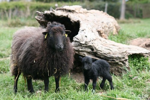 mouton-ouessant