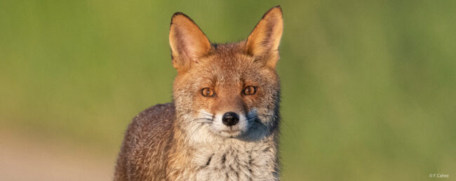 retrospective-renard