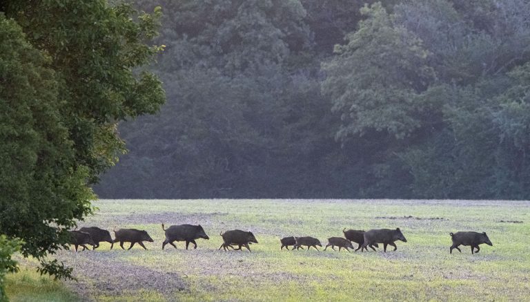 ENQUÊTE - Sangliers : le document qui accable les chasseurs