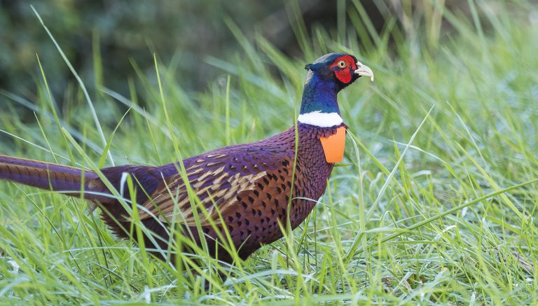 Chasse : les lâchers de faisans font disparaître les reptiles